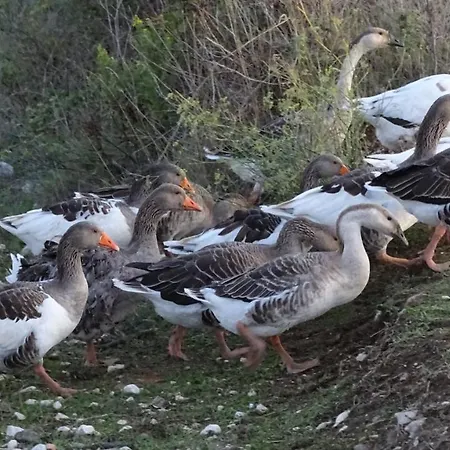 Pepedoro Bio Rezort
