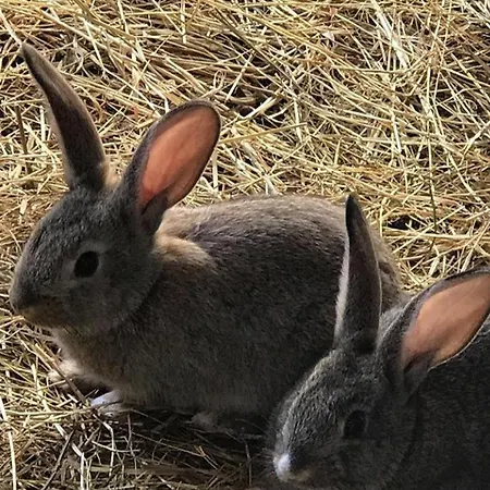 Ośrodek wypoczynkowy Pepedoro Bio Bashtove